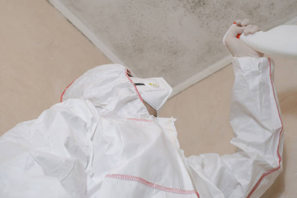 Best Mold Removal Process  in Lincoln Park, MI