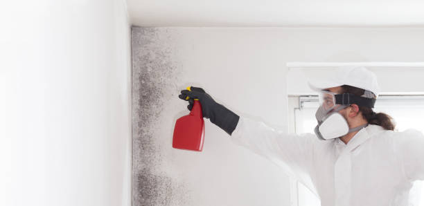 Office Mold Removal Services in Lincoln Park, MI