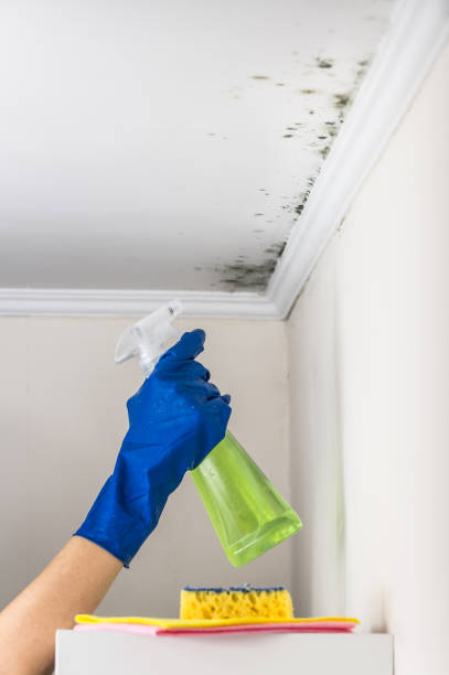 Best Toxic Mold Removal  in Lincoln Park, MI
